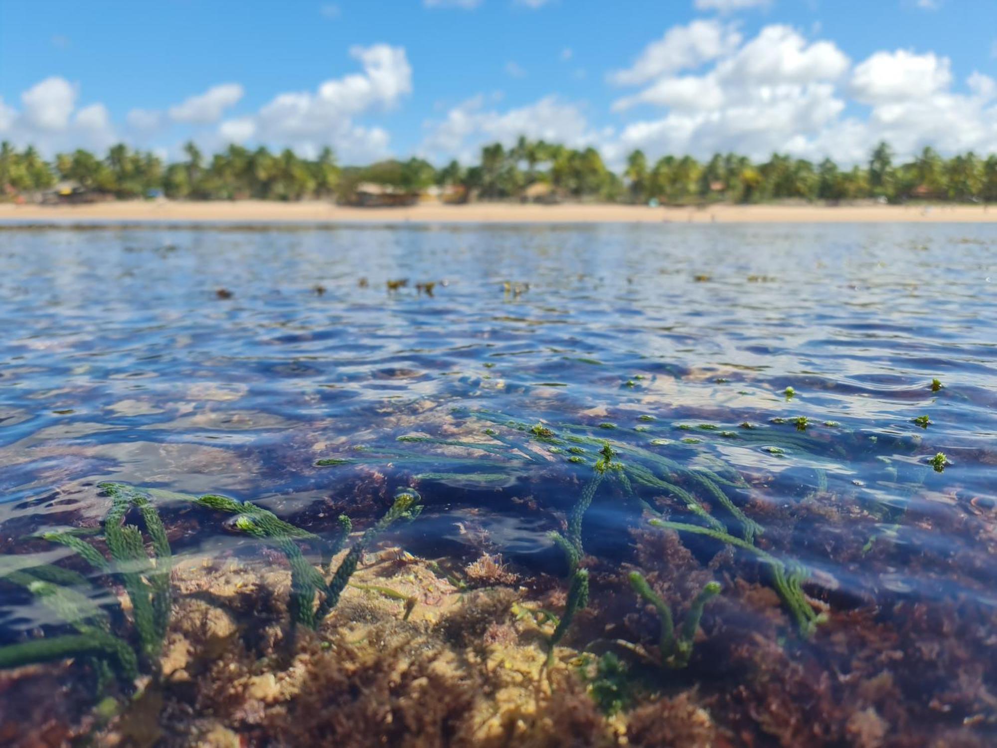 Laus Bangalos Experience - Piscina Privativa - Praia De Algodoes - Peninsula De Marau - Bahia Praia dos Algodoes Εξωτερικό φωτογραφία